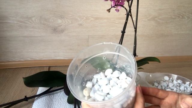 ВЫРАЩИВАНИЕ ОРХИДЕЙ БЕЗ СУБСТРАТА. Начало эксперимента смотреть онлайн