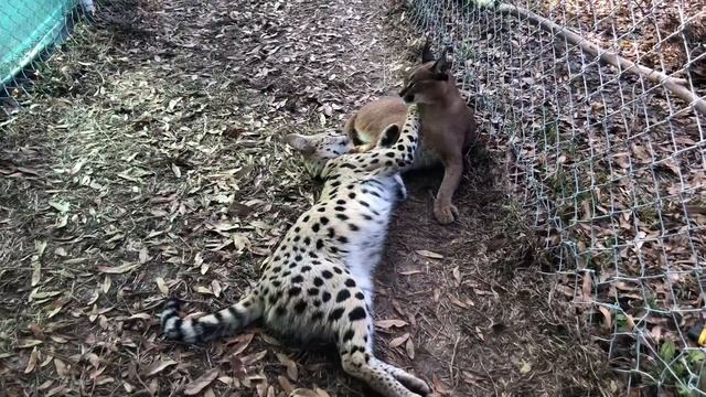Serval and Caracal play fighting смотреть онлайн