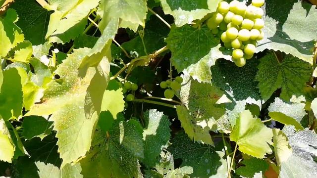 УХОД ЗА ВИНОГРАДОМ В СРЕДНЕЙ ПОЛОСЕ. Секрет хорошего урожая в любую погоду смотреть онлайн
