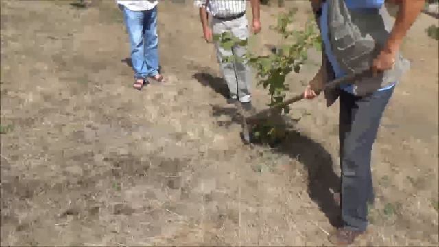 Армения г. Копане. Плантация фундука у Ведиряна Вароса. Сентябрь 2017г смотреть онлайн