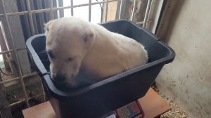 #алабай #сао ? Вес щенков в 3 месяца ?