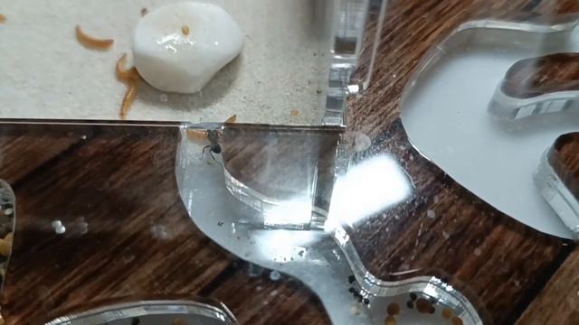 Messor Barbarus. Муравьи с гигантской красной головой смотреть онлайн