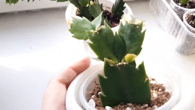 Декабрист(Шлюмбергера)готовится к цветению)) смотреть онлайн