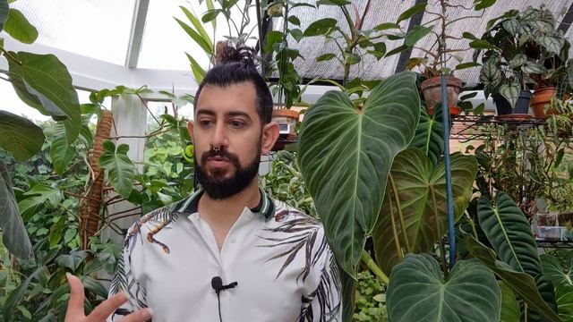 Philodendron Splendid Or Philodendron Melanochrysum X Verrucosum Hybrid