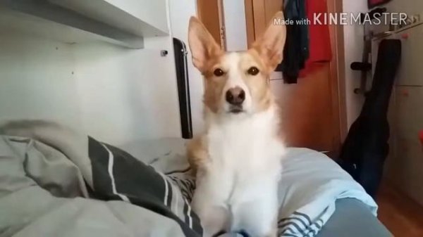 Собака поёт Деспасито