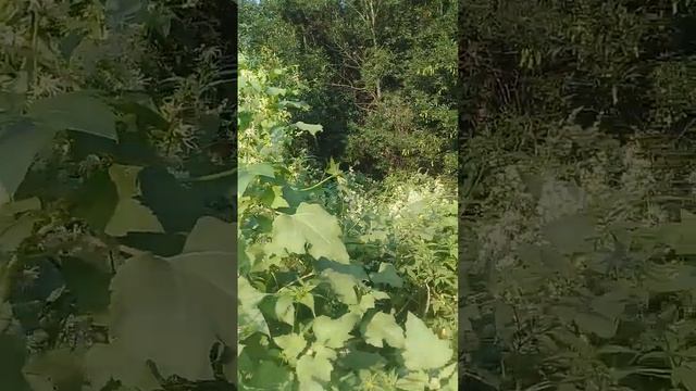 У Хопра цветёт "дикий огурец"( эхиноцистис).Урюпинск. смотреть онлайн