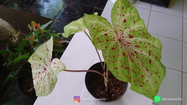 Caladium Miss Muffet | Angel Wings Hijau Super Cantik #Keladi #Caladium