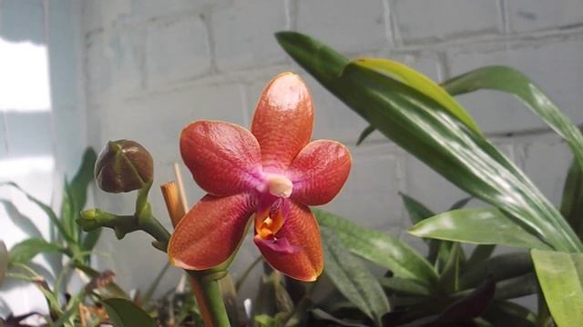Phal. Golden Sun x Dragon Tree Eagle DT-168 смотреть онлайн
