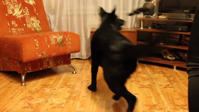 Багира (ВЕО 9 месяцев) VS ПЫЛЕСОС. А Ваша собака боится пылесоса? смотреть онлайн