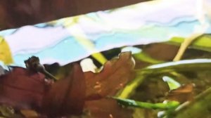 Эхинодорус размножение, содержание, уход. Аквариумное ...