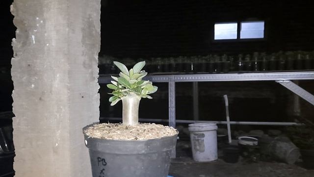 Godji Series. Adenium Plant. Adenium Arabicum. смотреть онлайн