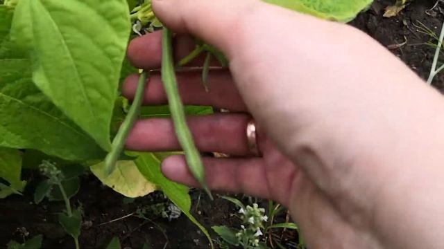 Стручки фасоли. смотреть онлайн
