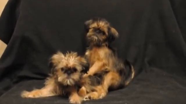 гриффон щенки смотреть онлайн