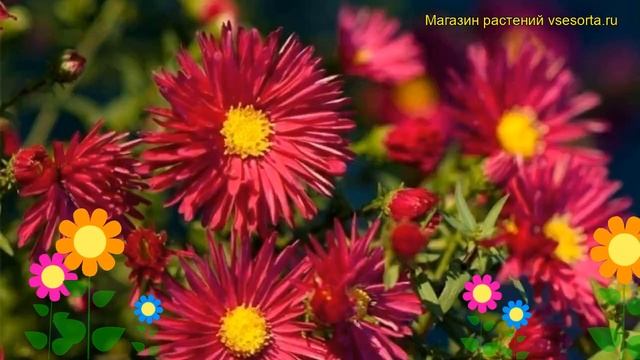 Астра новобельгийская Кримсон Брокаде. Краткий обзор, описание Aster Novi-belgii Crimson Brocade