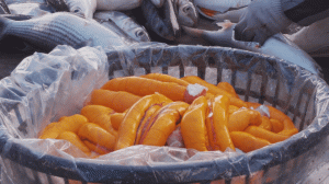 Разделка кефали. Икра кефали на гриле