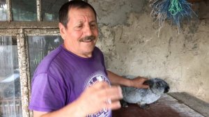 Как избавиться от ушного клеща у кроликов