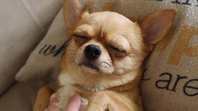 Беременность чихуахуа-58 день.Роды через 2 дня! смотреть онлайн