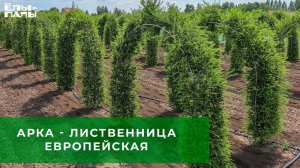 Арка - лиственница европейская 300х300 см