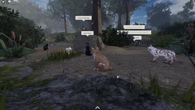 Attempting to roleplay in roblox's fight cat simulator || Warrior Cats: Ultimate Edition смотреть онлайн