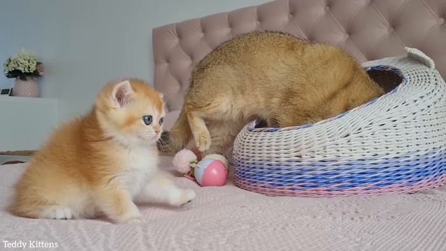 Kitten Melania saw William for the first time ☺️ смотреть онлайн