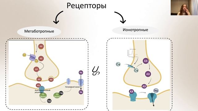 Нормальная физиология | Химический синапс смотреть онлайн