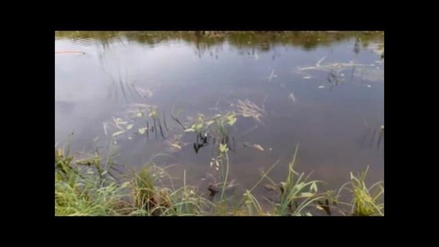 Рыбалка на реке Ишим в селе Бастау. Ловля щуки на спиннинг. смотреть онлайн