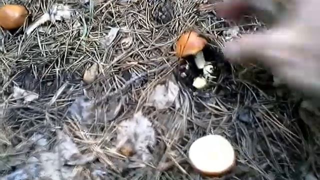 Как растут маслята в лесу смотреть онлайн