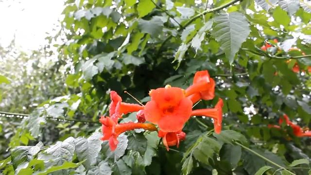 Intro After the Rain Screensavers Интро "После дождя" Заставки для видео без звука смотреть онлайн