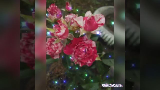 А жизнь как роза... смотреть онлайн