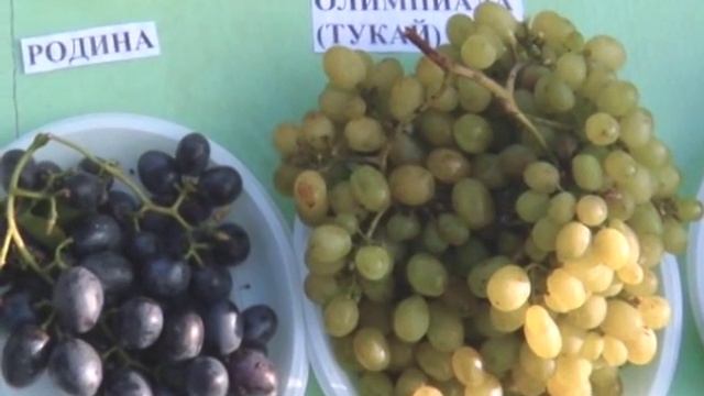 Виноград! смотреть онлайн