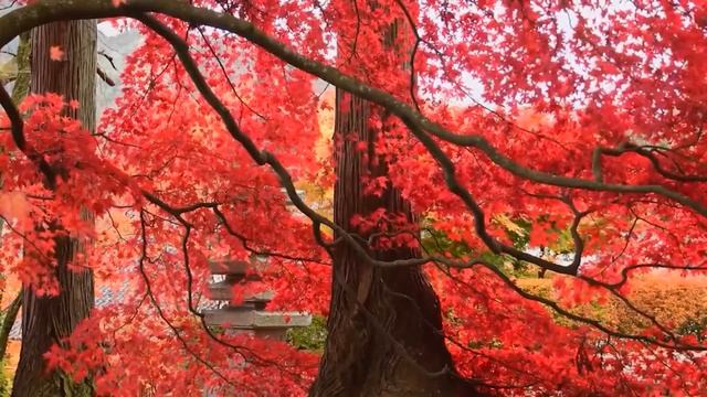 ?️ MEDITACIÓN GUIADA EXPRESS En 8 Minutos |? [Relax Sound]❤️