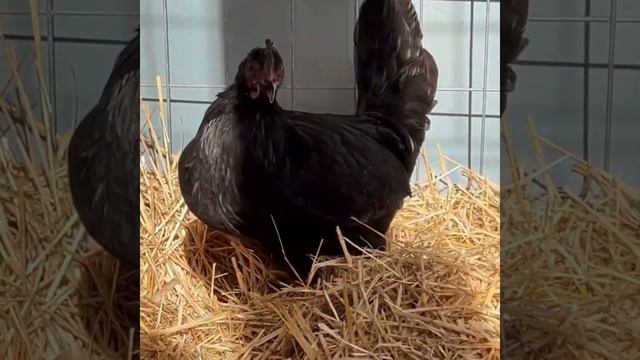 Warhorse black Rounhead Kelso - SANTANA FARM смотреть онлайн