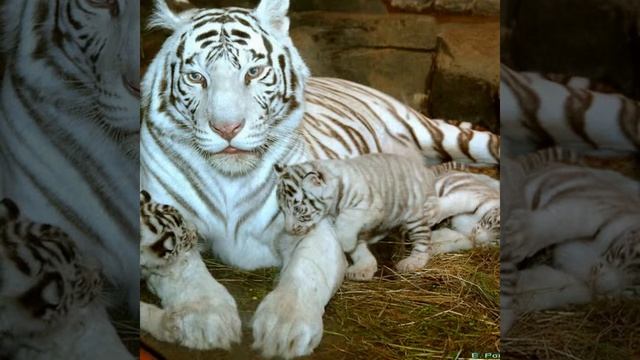 Фото белых тигров смотреть онлайн