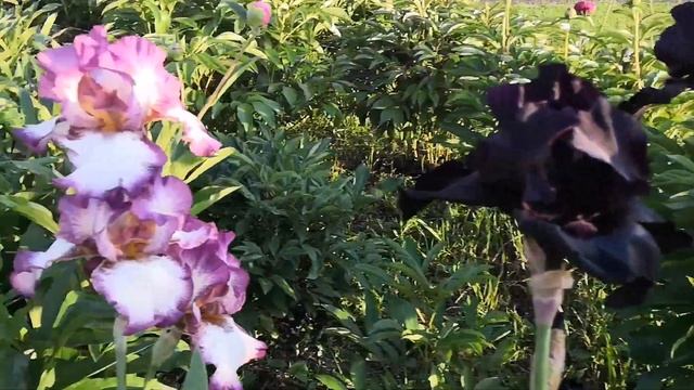 Цветут пионы с ирисами? ? (2ч.) смотреть онлайн