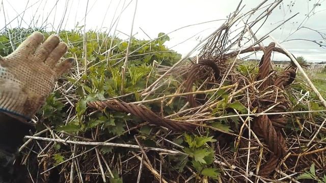Нашли гусеницу в окопе, куча траков, пришлось хорошо поработать! смотреть онлайн