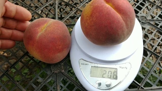 Новинка! Персик Екстрім-486. Peach Extreme-486. Ультрапізній сорт. Перші плоди. Огляд від Максі Са смотреть онлайн