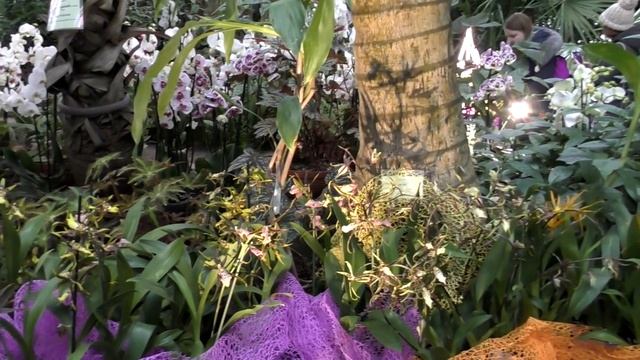 ОРХИДЕИ и БРОМЕЛИИ. Выставка "ОСКОЛКИ РАДУГИ", Ботанический сад Петра Великого, Санкт-Петербург 201 смотреть онлайн