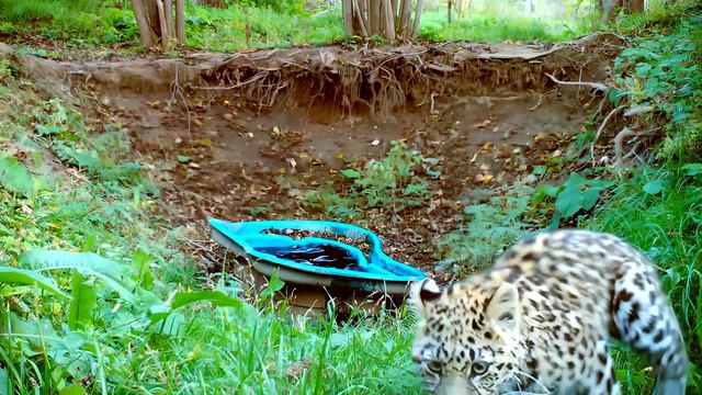 Самый неловкий момент спасенного леопарда смотреть онлайн