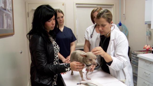 Peewee the Chihuahua's Failing Heart | Vets Saving Pets смотреть онлайн