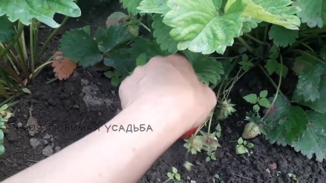 Ягода на клубнике наливается на глазах Необходимая подкормка! смотреть онлайн