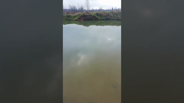 В прозрачной воде нашего пруда на участке видно раков. Пруд на даче без пленки осенью. #shorts смотреть онлайн