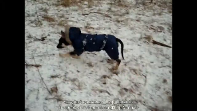 Щенок Балу ищет дом! смотреть онлайн