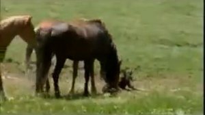 Дикая лошадь убивает своего жеребёнка! Естественный отбор и беспощадня природа