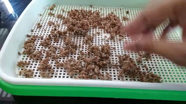 Extracting the seeds of Amaranth смотреть онлайн