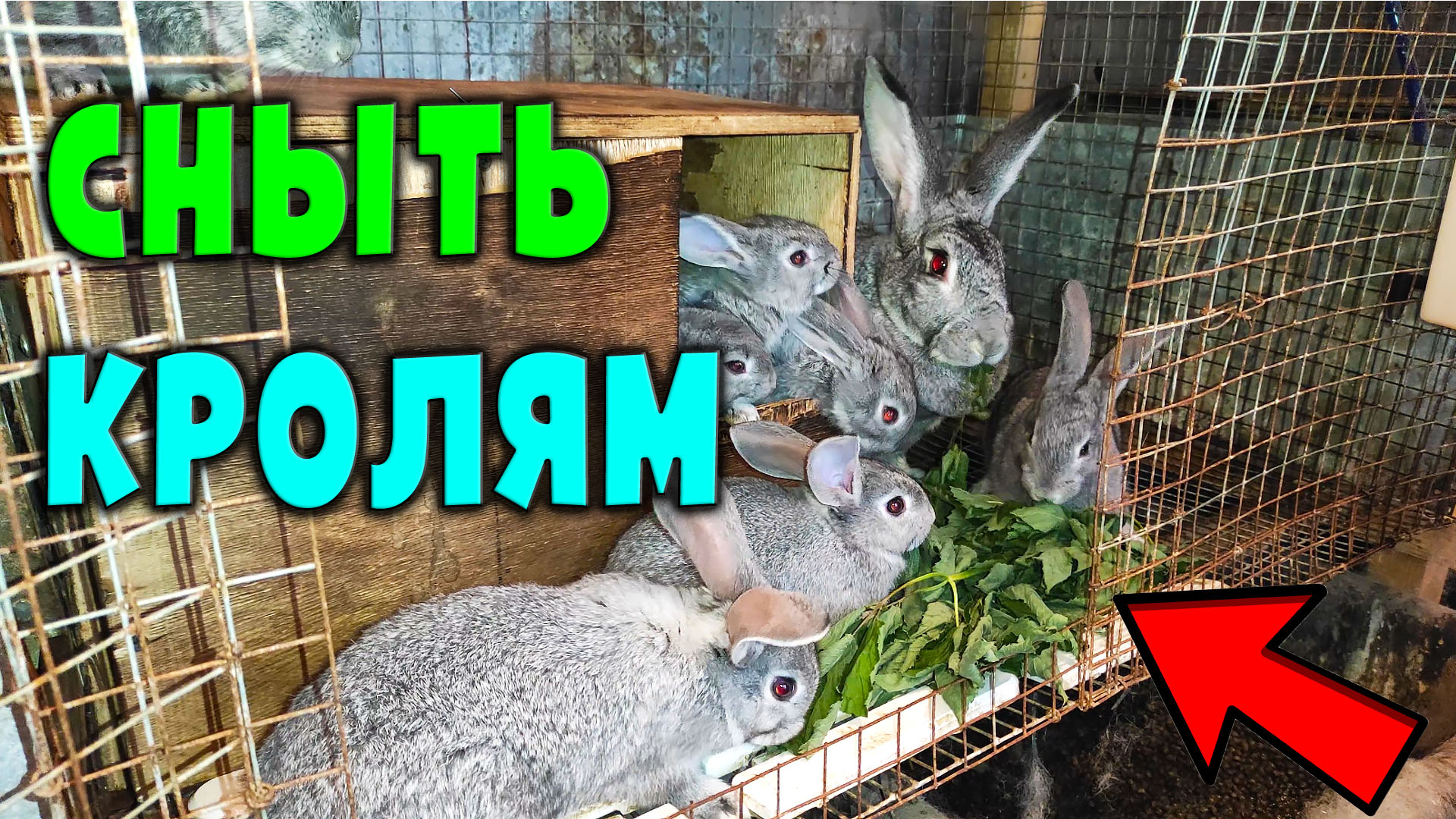 Сныть для кроликов смотреть онлайн