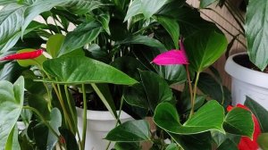 Антуриум, Грамотная Подкормка с Весны до Осени