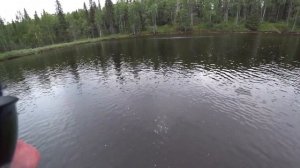 Рыбалка в Карелии , 5 часть (заключительная) Кумжа, форель и вездесущий окунь ! Дикие