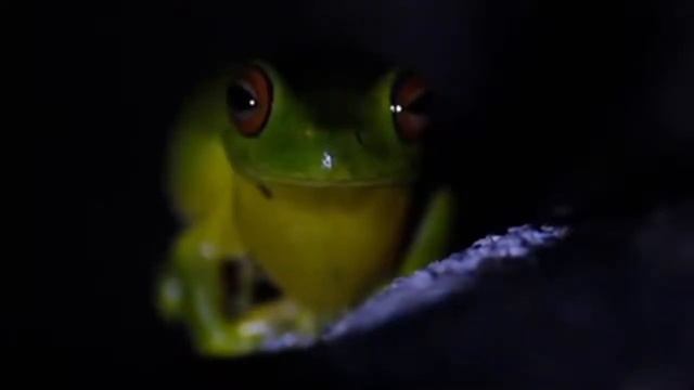 Австралийская гигантская квакша ( лат. Litoria infrafrenata ) смотреть онлайн