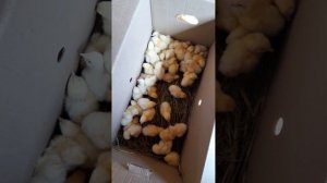 Кобб 500 Турция// Хороший бройлер или нет//Рост и их болячка