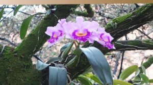 Орхидеи в природе